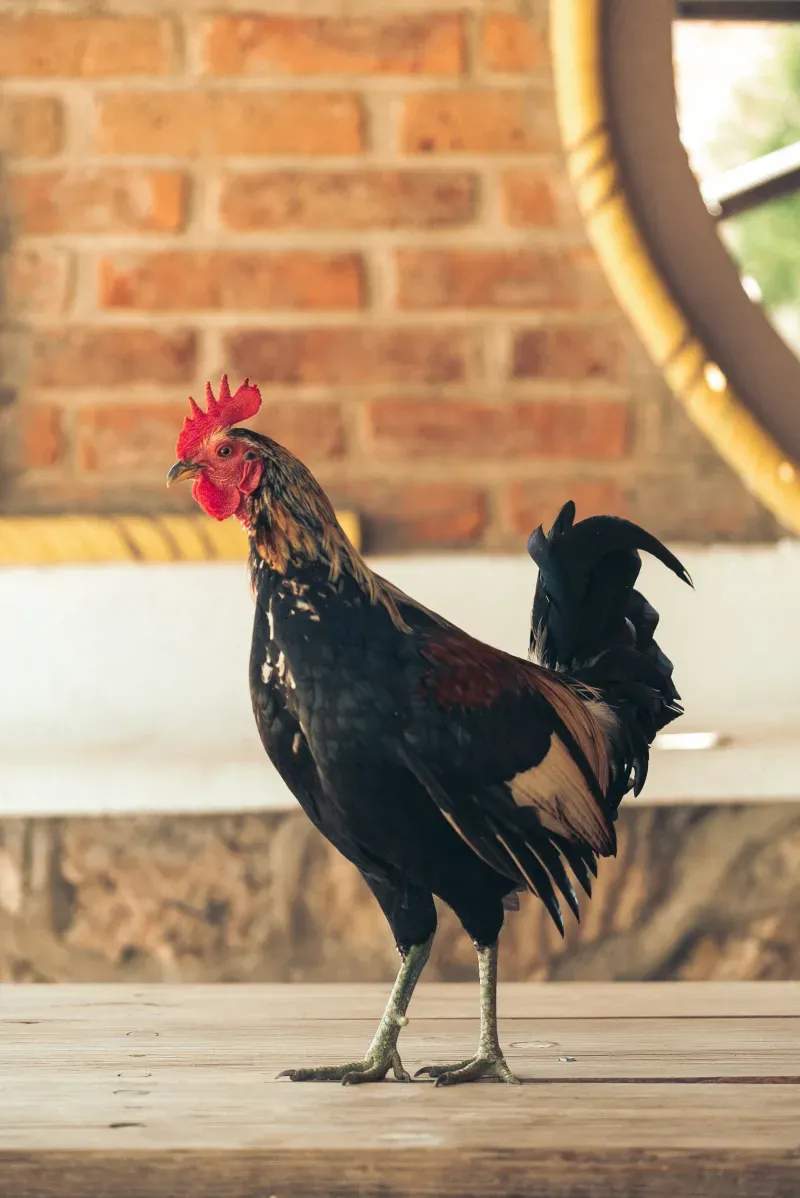 Coq d'Or Prestige 1