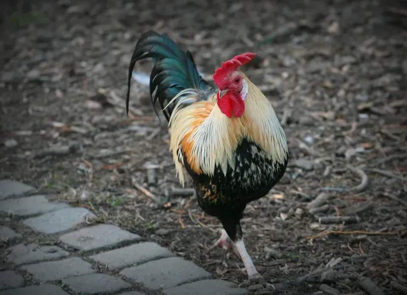 Coq d'Or Prestige 10