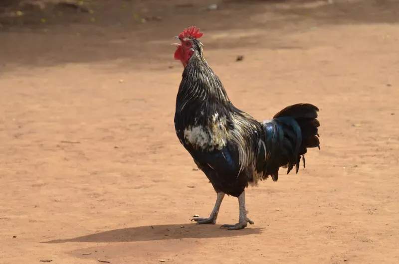 Coq d'Or Prestige 12