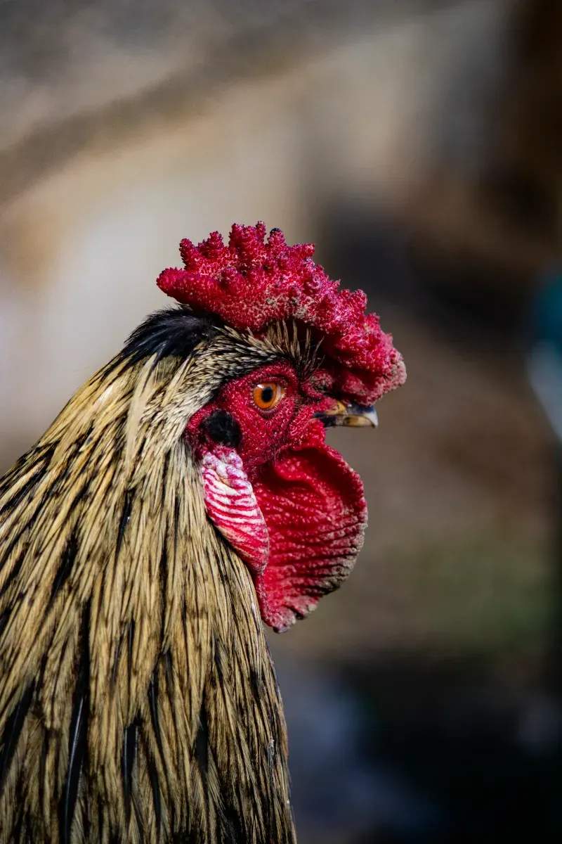 Coq d'Or Prestige 13
