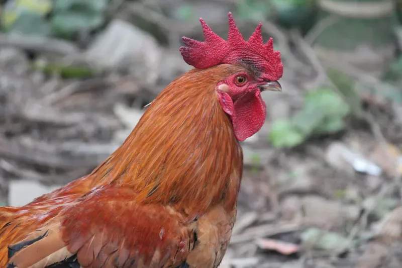 Coq d'Or Prestige 14