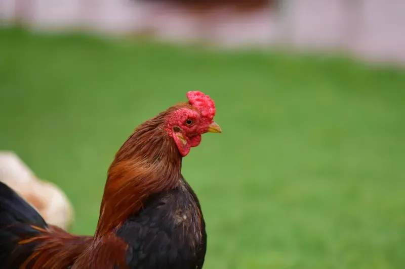Coq d'Or Prestige 15