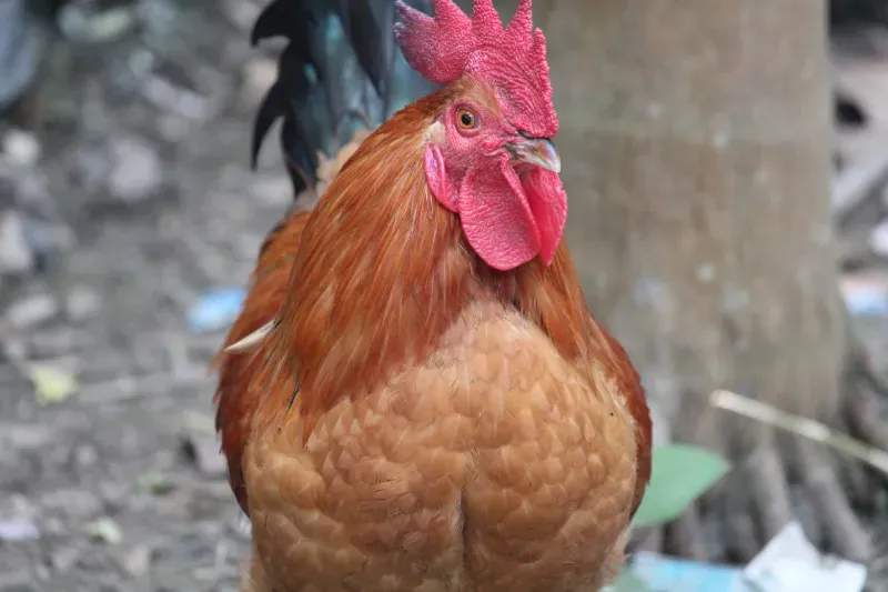 Coq d'Or Prestige 3