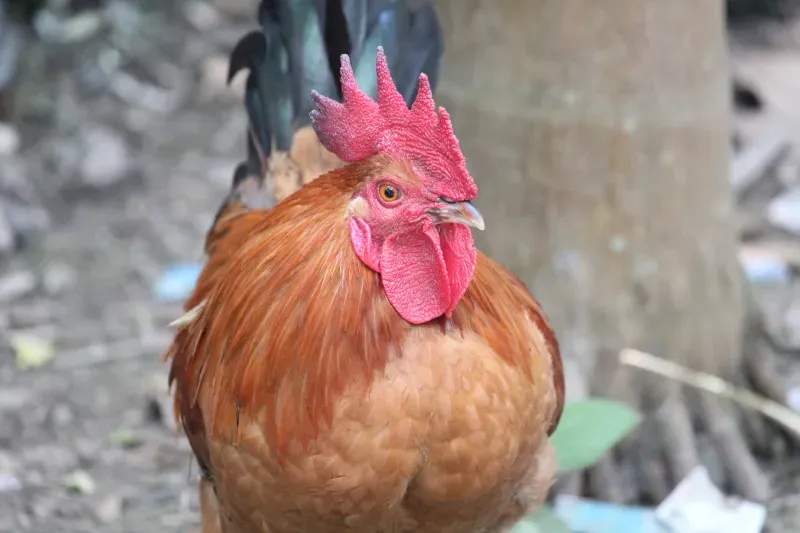 Coq d'Or Prestige 5