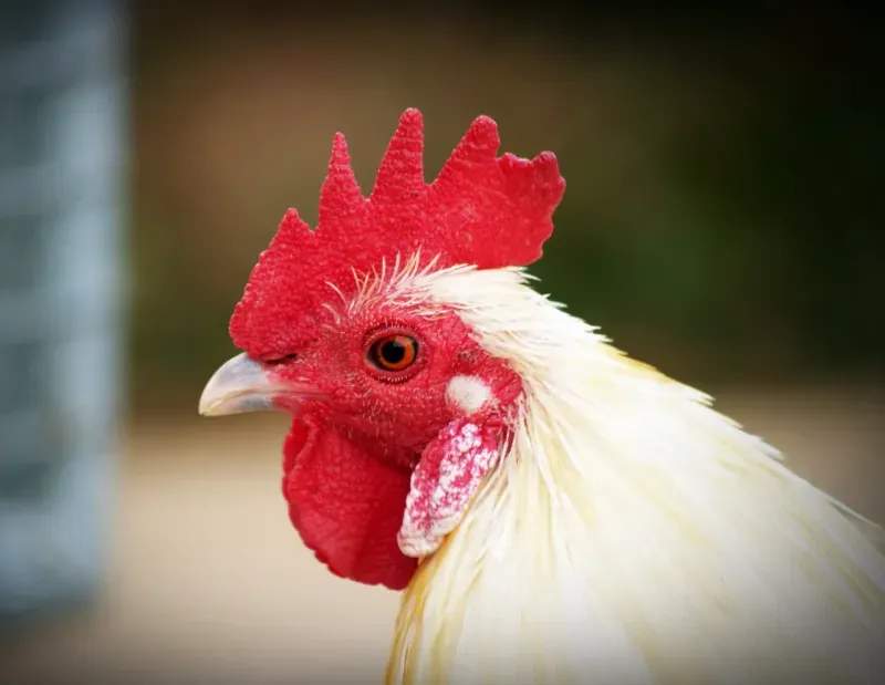Coq d'Or Prestige 7