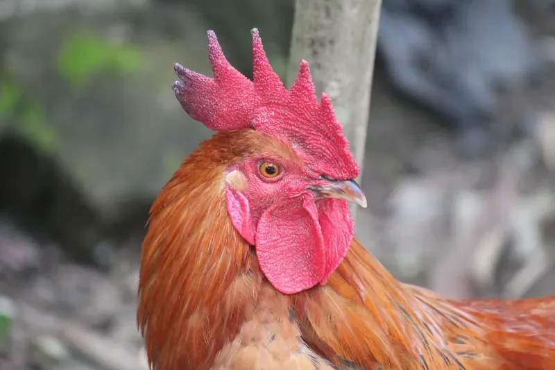 Coq d'Or Prestige 9
