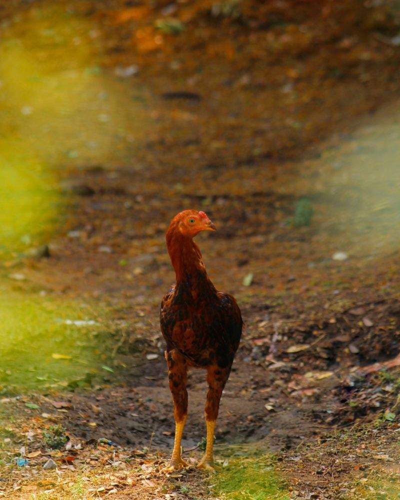 Coq d'Or Prestige